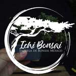 Ichi Bonsai logo